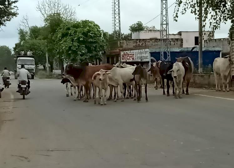 दिनोदिन बढ़ रही आवारा पशुओं की संख्या, दुर्घटनाओ व फसलों में नुकसान को लेकर किसान चिंतित