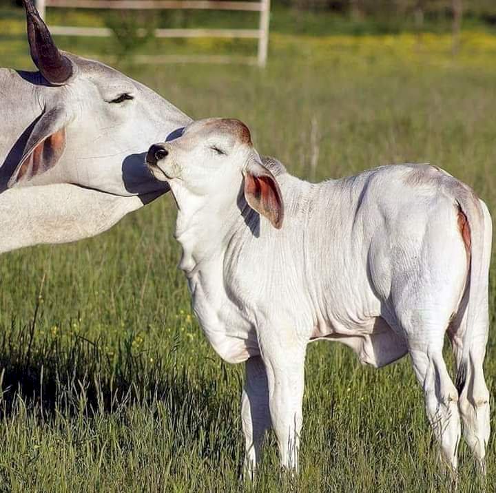 राज्य सरकार के गौ विरोधी फैसले का विरोध 1 से 7 सितंबर तक गौसेवक गौशाला संचालक लिखेंगे मुख्यमंत्री,राज्यपाल को पत्र