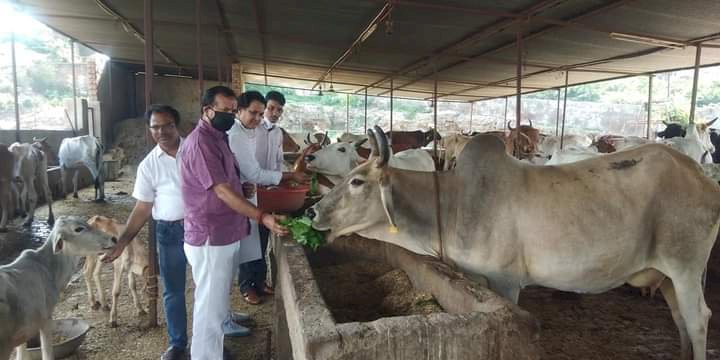 सचिन पायलट के43 वे जन्मदिवस पर  गौ माताओं को चारा खिलाकर रक्तदान कर मनाया जन्मदिन