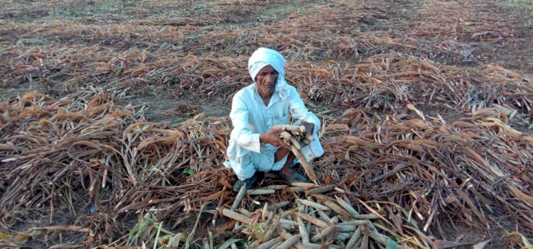 बारिश से खेत खलियानों मे बाजरे की फसल भीगने से किसान चिंतित