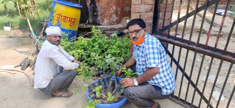 उन्नत किस्म के बेर के पौधों का कराया रोपण, किसानों को मिलेगा लाभ