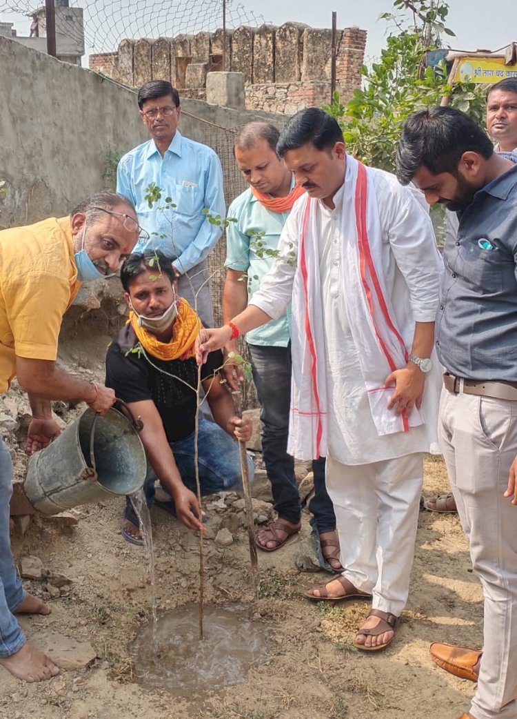 भाजापा कार्यकर्ताओ ने वृक्षारोपण कर मनाया केंद्रीय गृह व भाजपा प्रदेश अध्यक्ष का जन्मदिन, गायों को खिलाया हरा चारा