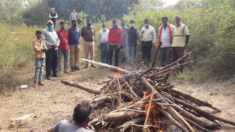 पानी या शिकार की तलाश में भटकते सड़क पार कर रहे पैंथर की अज्ञात वाहन की टक्कर से मौत, नर्सरी में कराया दाह संस्काकर